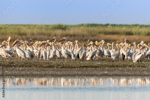 white pelicans in Danube Delta, Romania