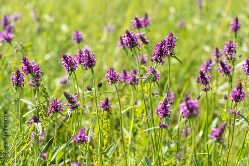 Betonica officinalis plants on meadow
