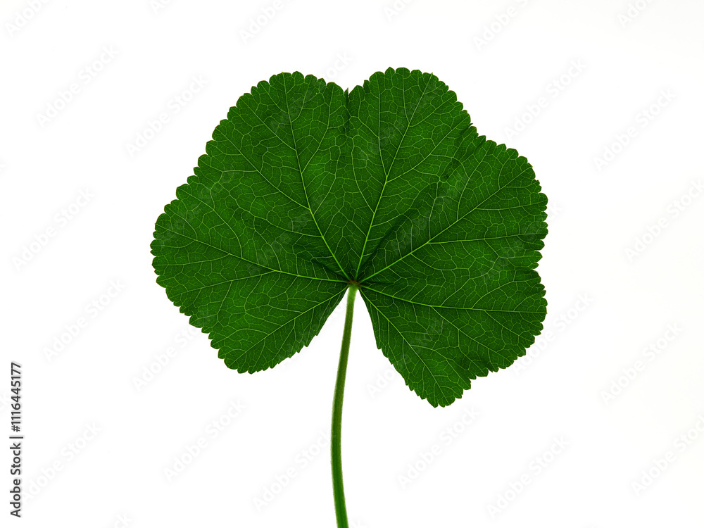 Fototapeta premium Green leaf on a white background. Observe. Malva genus