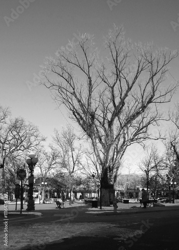 Bare Trees in Black and White photo