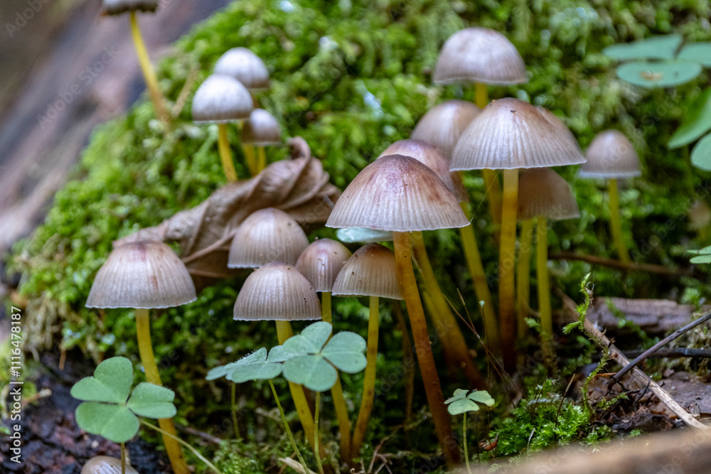 Fototapeta premium A troop of Mycena inclinata mushrooms, also known as Clustered Bonnet