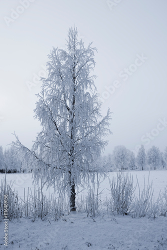 Birke mit Raureif in Lappland im Dezember