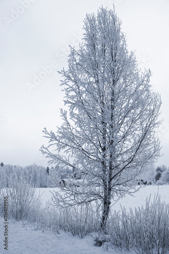 Birke mit Raureif in Lappland im Dezember