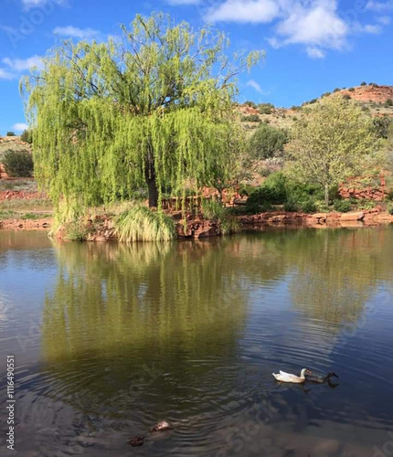 A willow tree on a pond