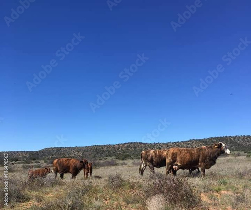 Cows in Sedona