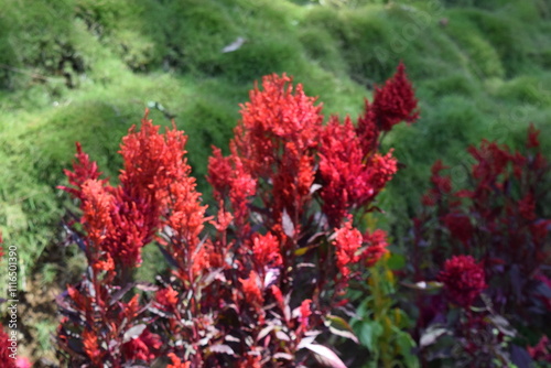 red and yellow flowers