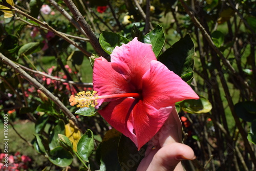 red and white flower