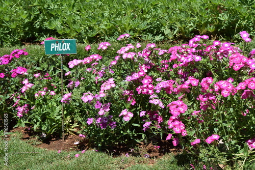 flowers in the garden