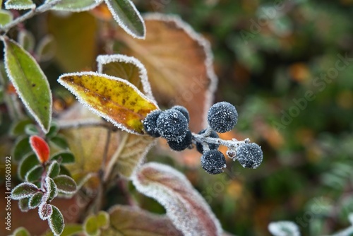 Winteridyll, Details von Frost, Frost und Nebel auf der Wiese. Landschaftsaufnahme mit Details von Gras, Blättern, Bäumen und Motiven an einem Wintermorgen. Ideal für Präsentationen photo