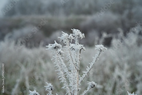 Winteridyll, Details von Frost, Frost und Nebel auf der Wiese. Landschaftsaufnahme mit Details von Gras, Blättern, Bäumen und Motiven an einem Wintermorgen. Ideal für Präsentationen und Zeitungen photo