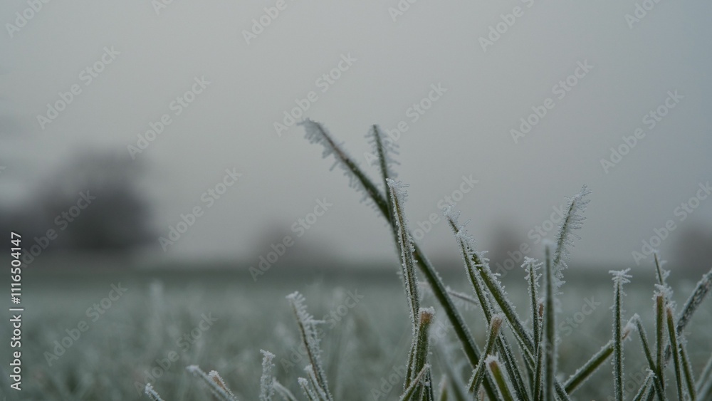 Obraz premium Winteridyll, Details von Frost, Frost und Nebel auf der Wiese. Landschaftsaufnahme mit Details von Gras, Blättern, Bäumen und Motiven an einem Wintermorgen. Ideal für Präsentationen und Zeitungen