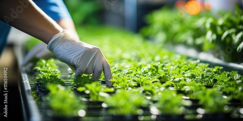 person watering plants