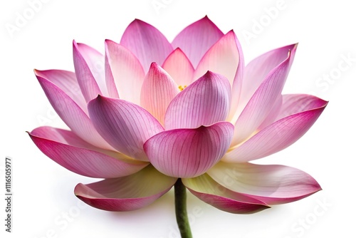 pink lotus flower