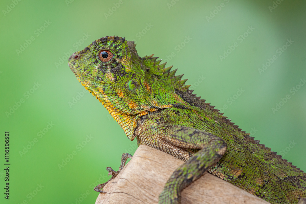 Obraz premium Gonocephalus chamaeleontinus, the chameleon forest dragon or chameleon anglehead lizard, is a species of agamid lizard from Indonesia and Malaysia