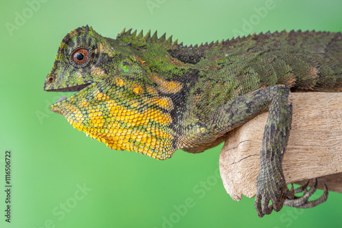 Gonocephalus chamaeleontinus, the chameleon forest dragon or chameleon anglehead lizard, is a species of agamid lizard from Indonesia and Malaysia photo