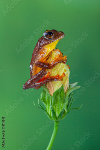 Polypedates leucomystax is a species in the shrub frog family Rhacophoridae. It is known under numerous common names, including common tree frog, four-lined tree frog, golden tree frog[2] or striped t photo