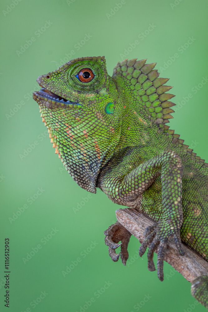 Fototapeta premium Gonocephalus chamaeleontinus, the chameleon forest dragon or chameleon anglehead lizard, is a species of agamid lizard from Indonesia and Malaysia