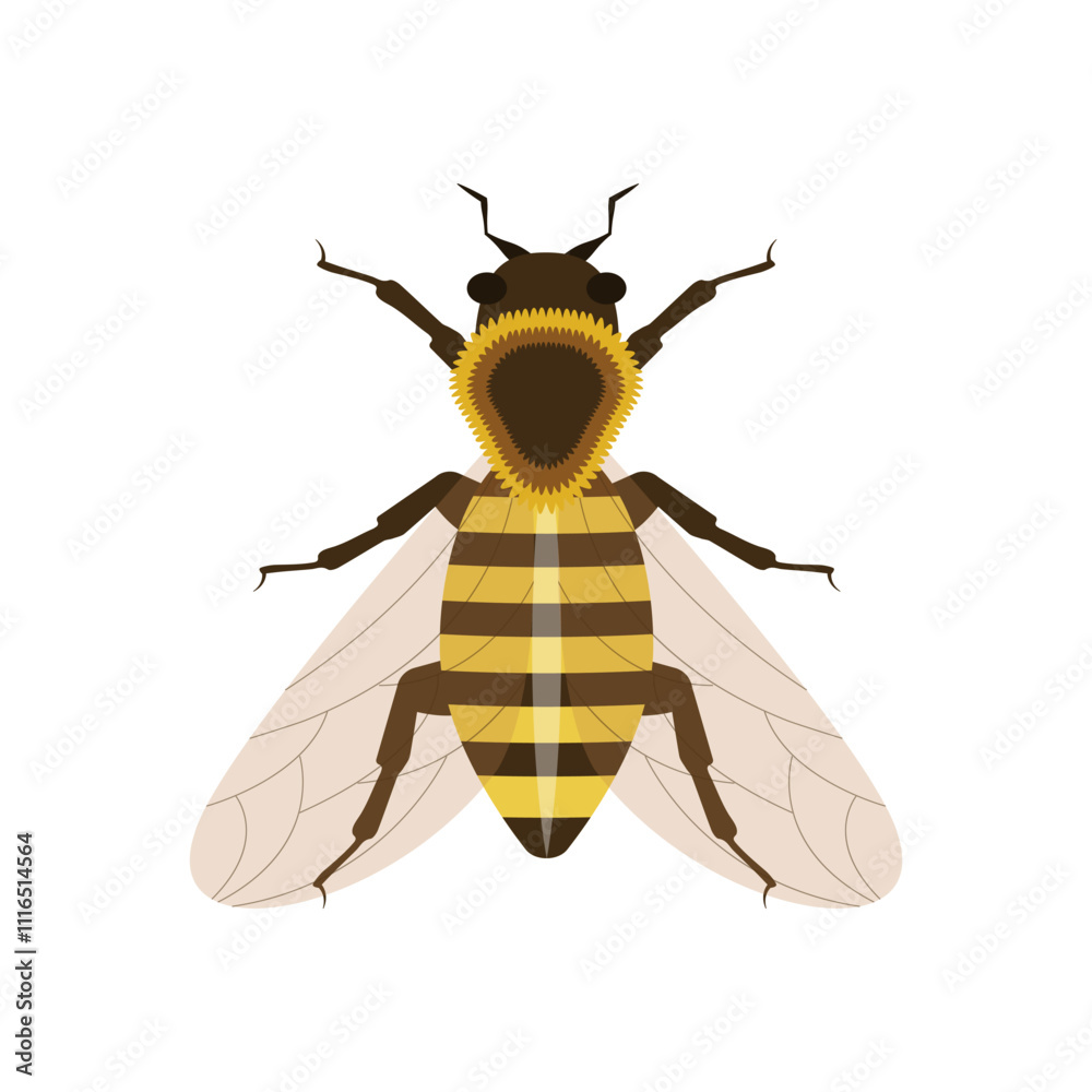 vector of a queen bee, isolated on a white background, queen bee clipart