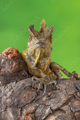 Gonocephalus chamaeleontinus, the chameleon forest dragon or chameleon anglehead lizard, is a species of agamid lizard from Indonesia and Malaysia photo