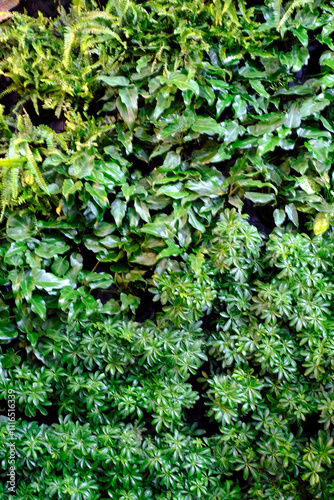 Closeup Nature view of Green, Red Leaf background, Flat lay, dark nature concept, tropical leaf, Leaf texture background, Selective Focus.