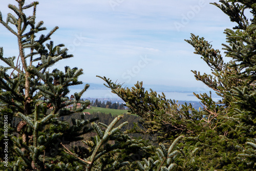 trees, water and sky
