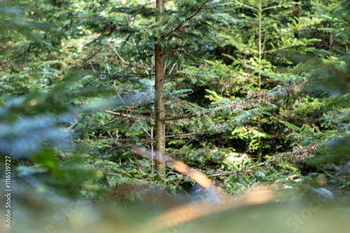moss on the tree
