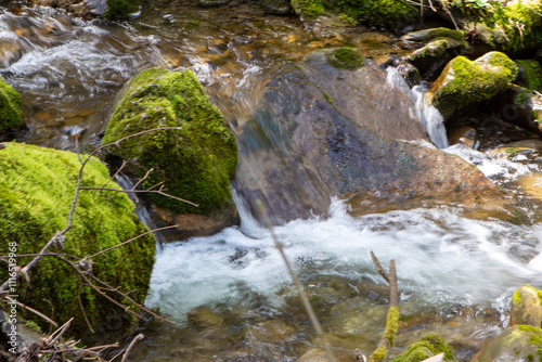 stream in the forest