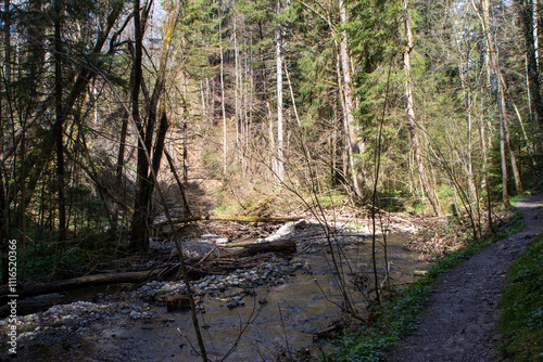 river in the forest