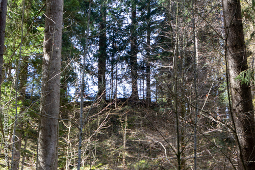 tree in the forest