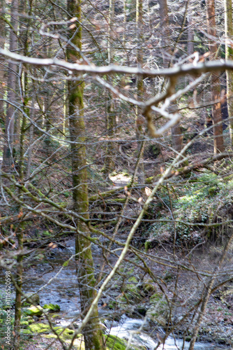 branches in the forest