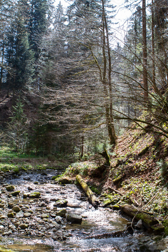 stream in the forest