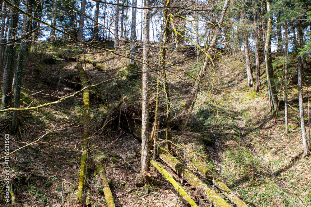 Obraz premium tree in the woods
