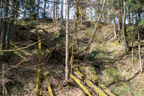 tree in the woods