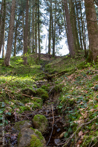 the forest