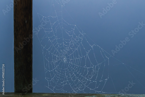 Spider web in early morning with moist dew and no spider photo