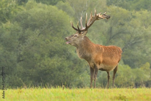 Cervus elaphus red deer wildlife antlers fawn western red deer male European graze in meadow nice eyes fur forest in mountains, nice darling, widespread species hunting animal care, hunted Europe