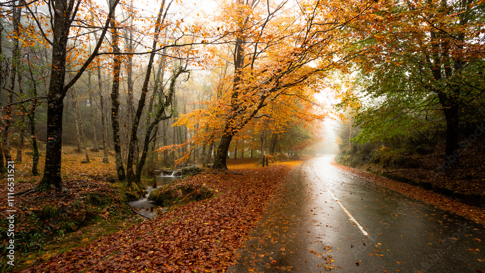 Fototapeta premium The Path of Mata da Albergaria in Geres National Park during Autumn Season, Portugal.