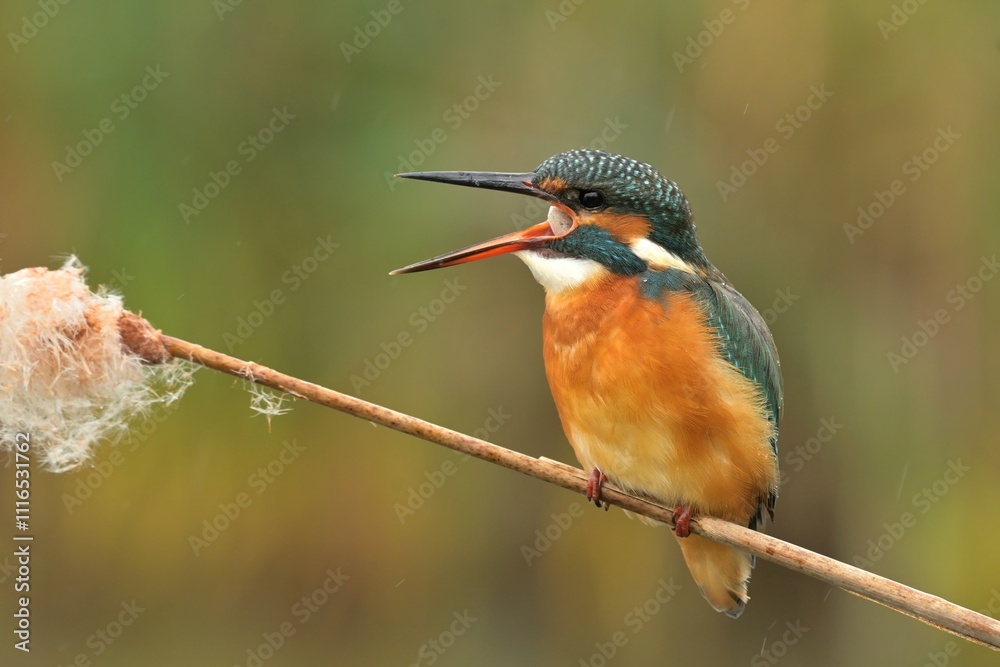 Obraz premium Common kingfisher Alcedo atthis bird songbird wildlife nature predator cock o the north, beautiful animal mountain finch, animal, bird watching ornithology, flower bud fauna wildlife Europe