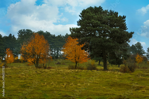 Panoramic view of pine and trees on the hill on autumn day. A picturesque ima...