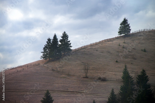 the first frost in the mountains, silhouettes of fir trees on the hill, autumn