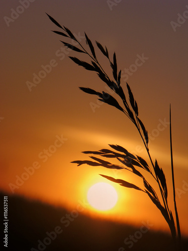 spike of grass against the background of the setting sun, yellow-hot background