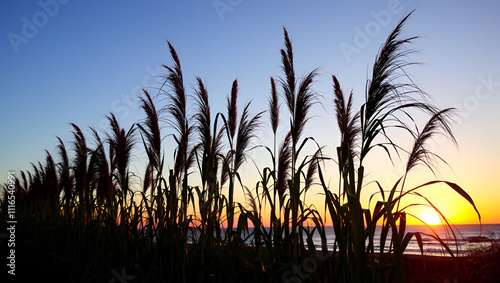 Plants of Giant cane (Arundo donax) growing along the coast at sunset. photo