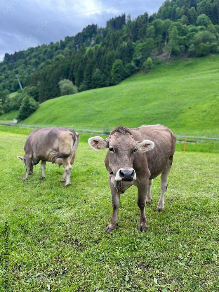 custom made wallpaper toronto digitalcows in the field