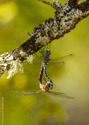 A mating pair of Blue-Eyed Darner Dragonflies. photo