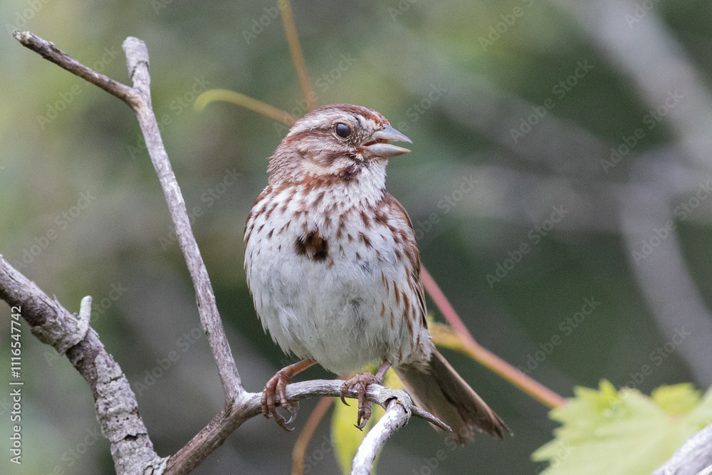 Sparrow Sparrow