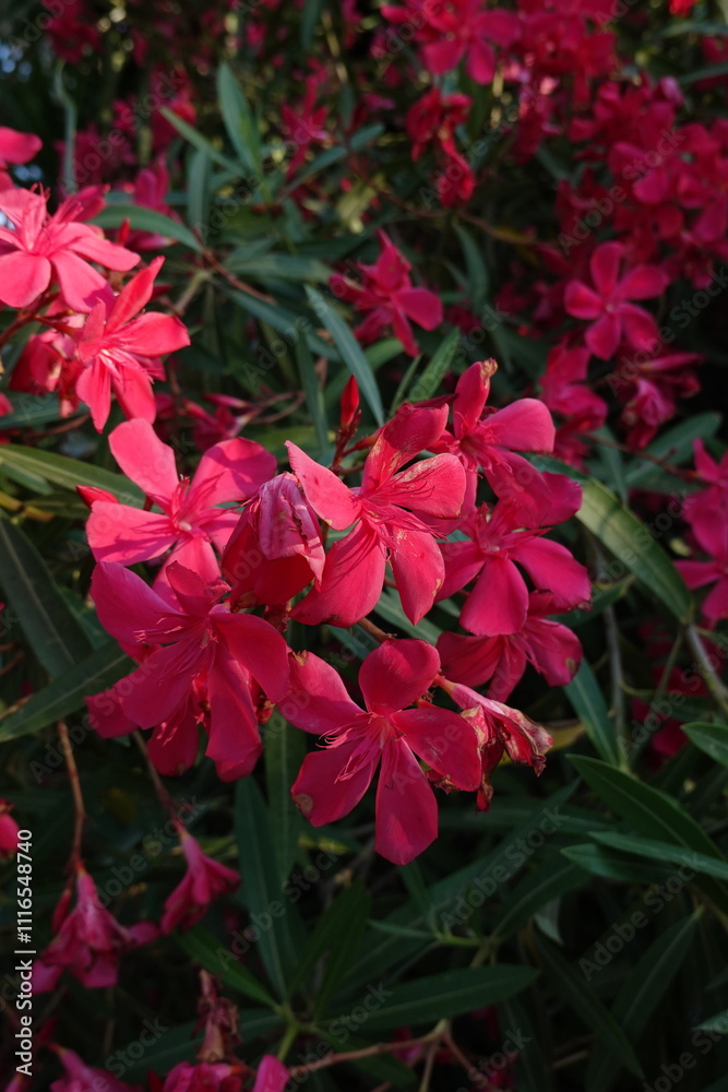 Naklejka premium Red Oleander flower
