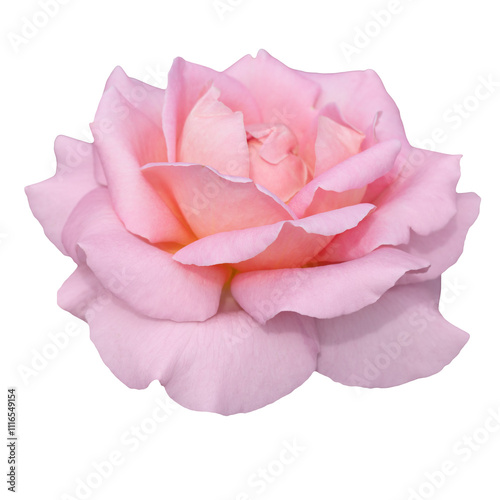 A fresh pink rose in full bloom