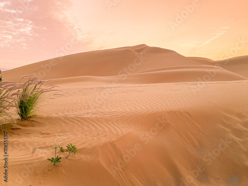 sand dunes of Liwa desert, U.A.E. at sunset with pink glow. Desert environment with harsh climate and few desert plants.  photo