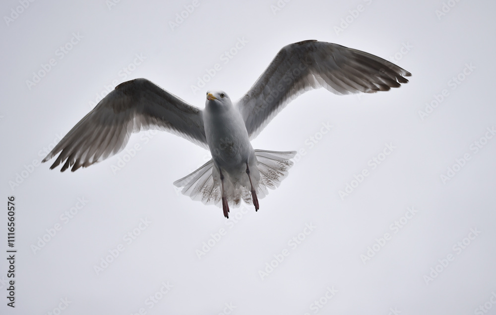 Obraz premium Sturmmöwe im Flug