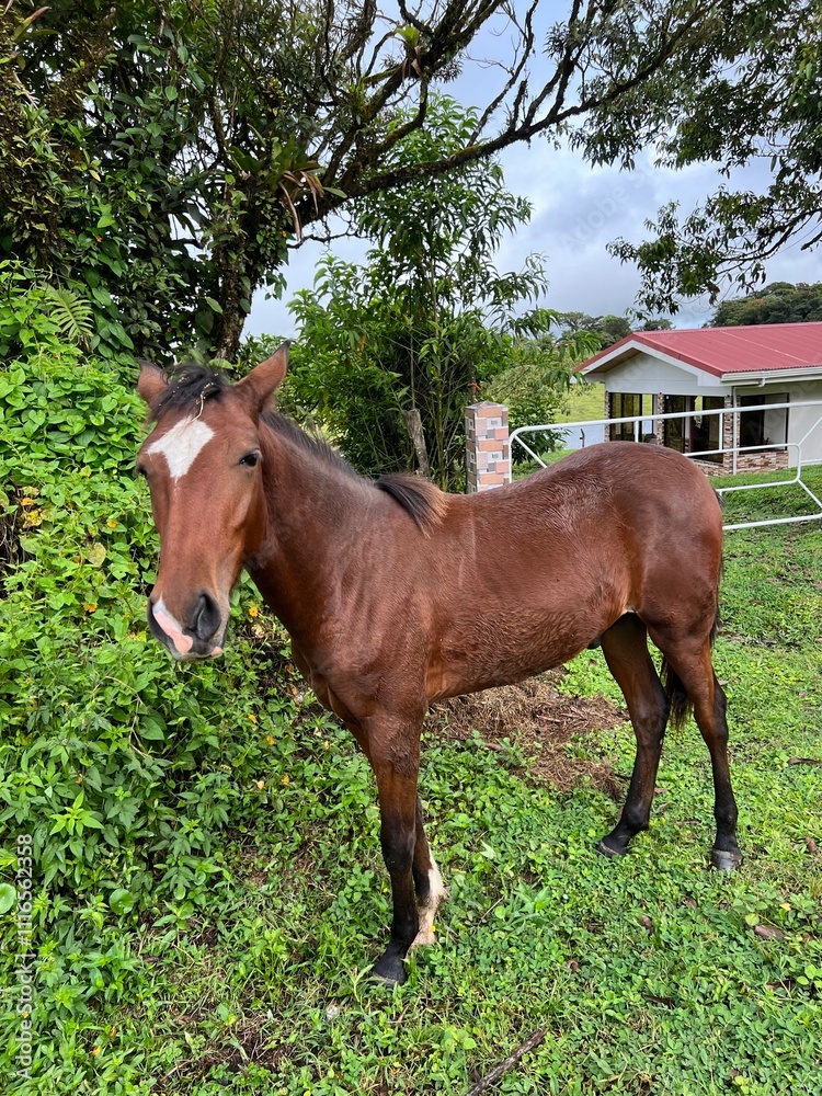 A brown horse calmly stands in a vibrant green area, surrounded by trees and a cozy home, showcasing the idyllic rural lifestyle. A brown horse calmly stands in a vibrant green area, surrounded by trees and a cozy home, showcasing the idyllic rural lifestyle.